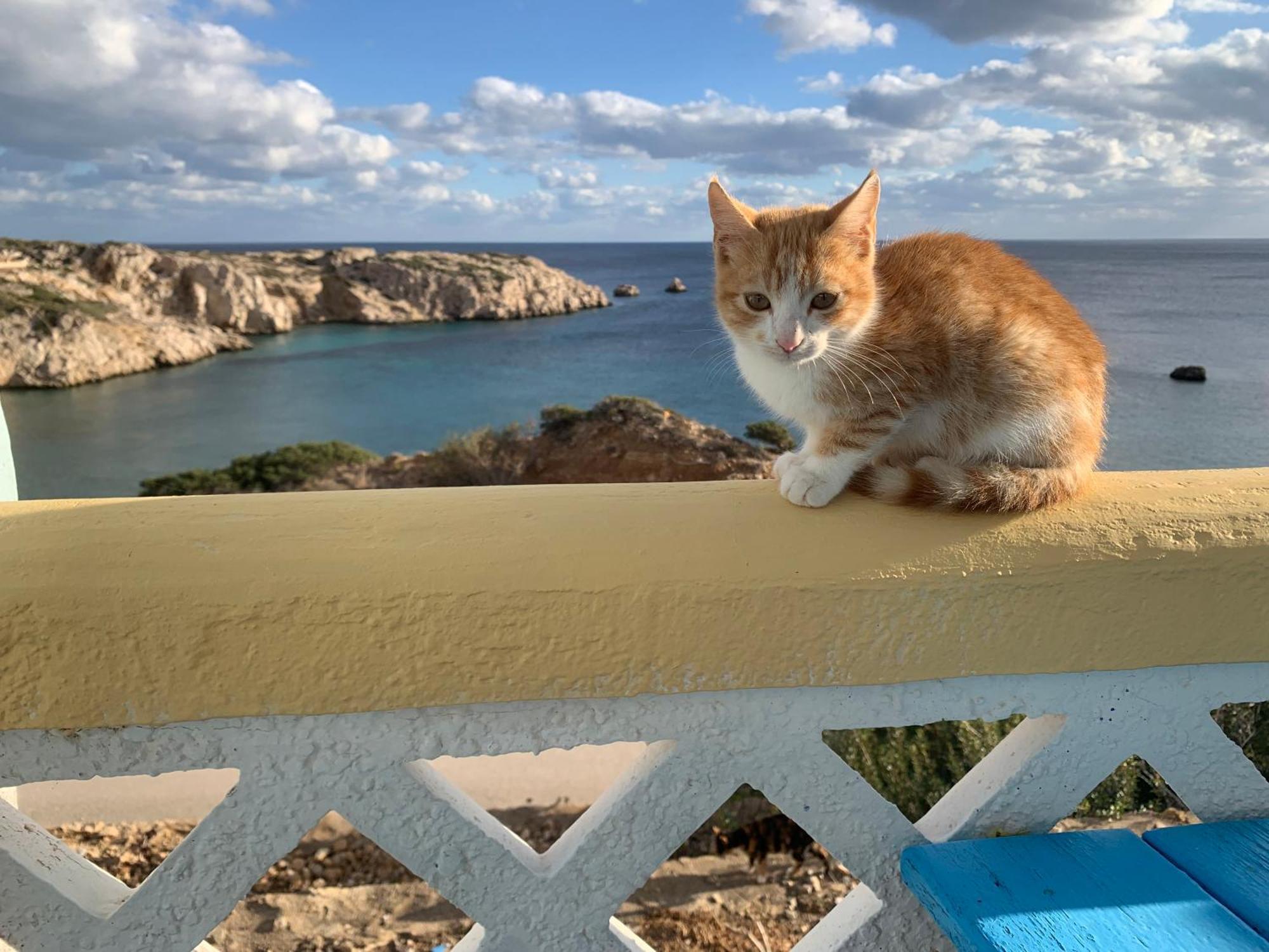 Studios Fokia Beach Amoopi Dış mekan fotoğraf